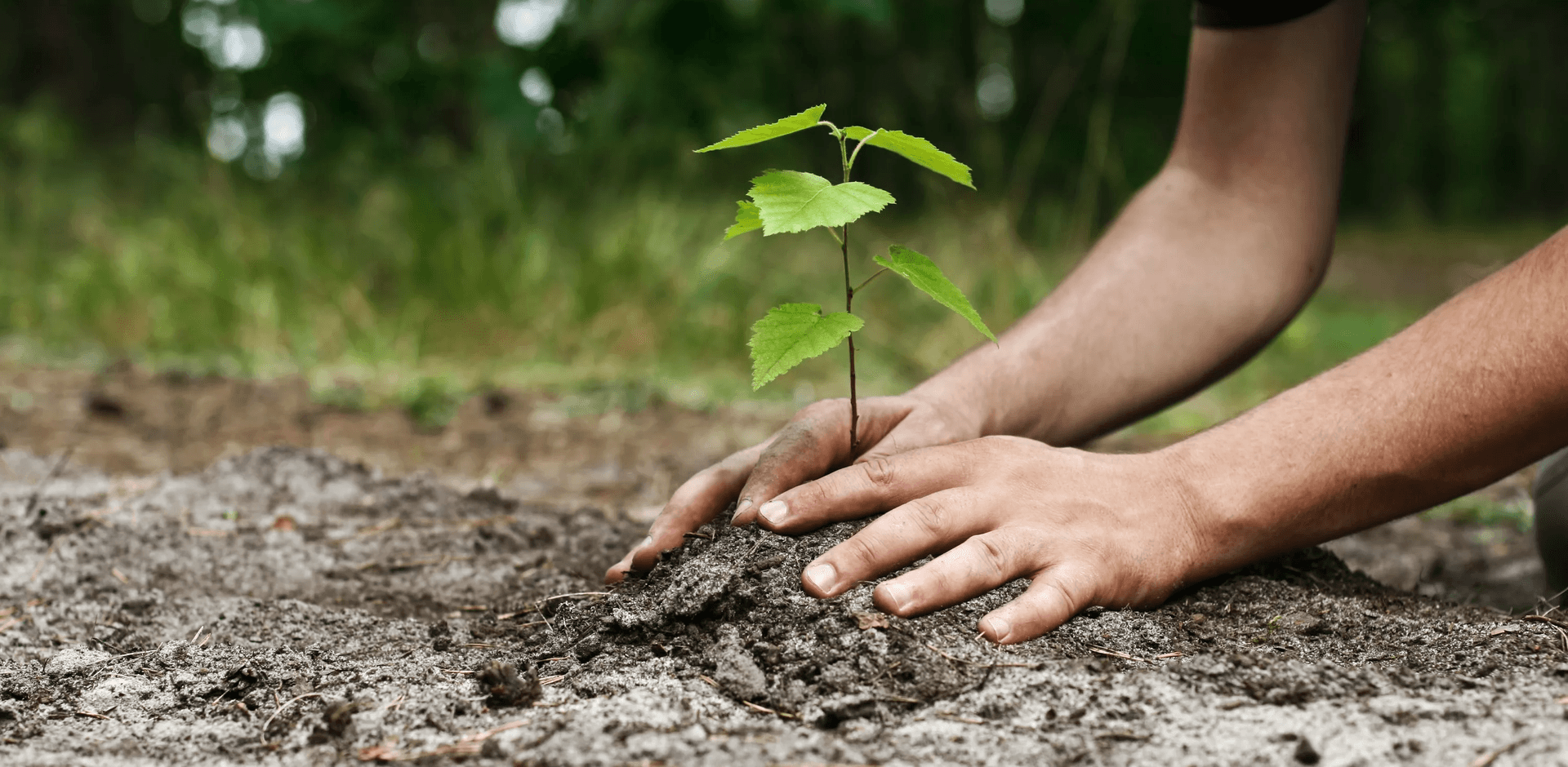 Высадка саженцев