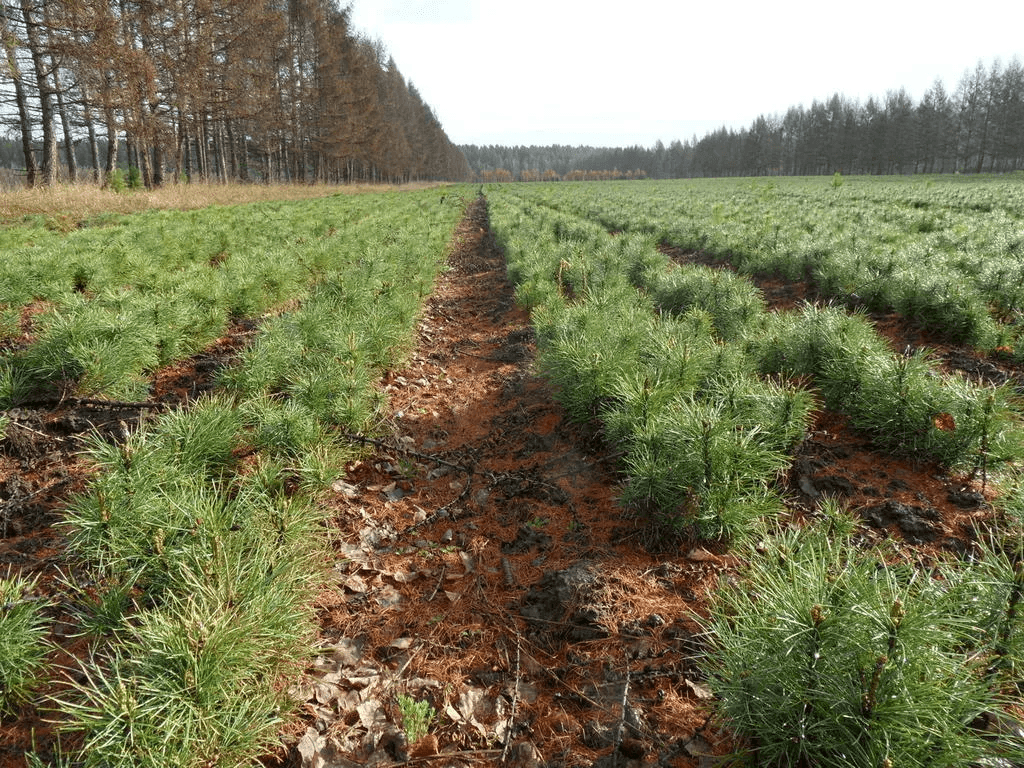 Восстановленный лесной участок