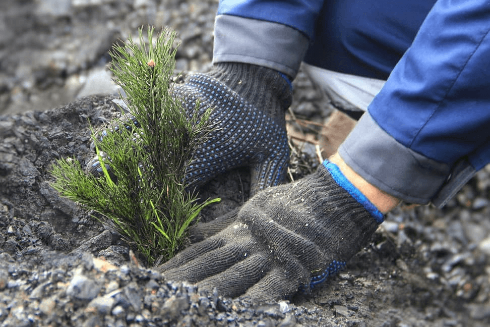 Лесовосстановление